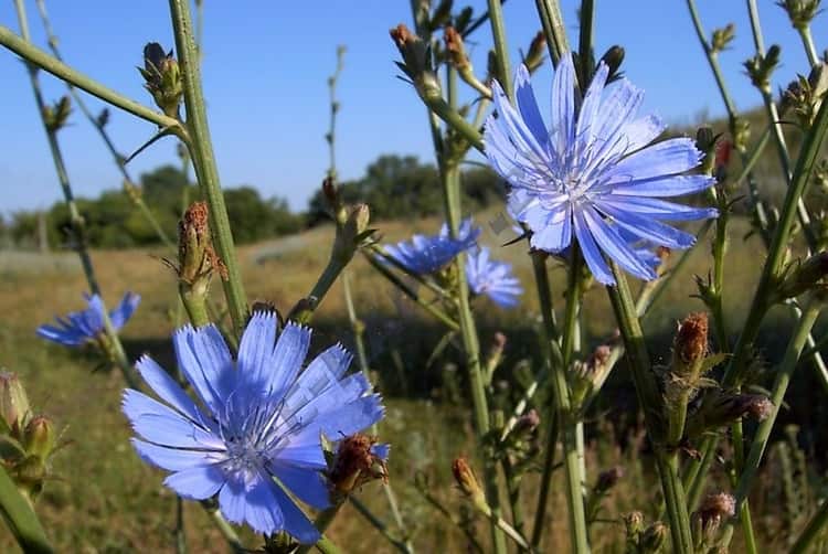 And this is what chicory flowers look like.