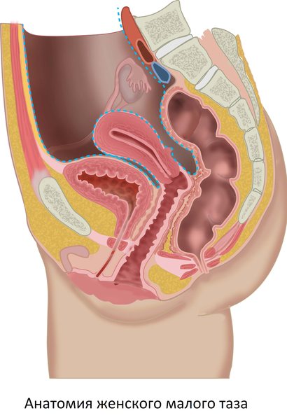 pelvic anatomy in women