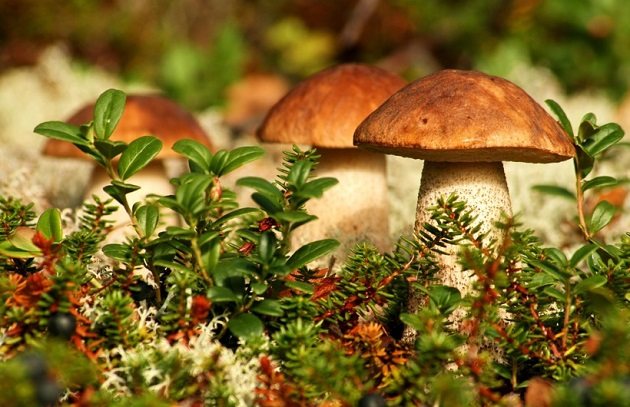 White mushrooms