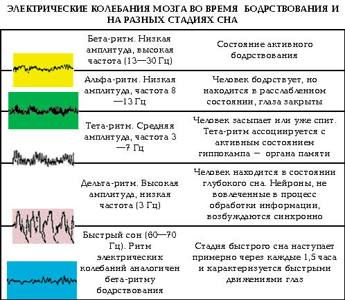 Electrical rhythms of the brain