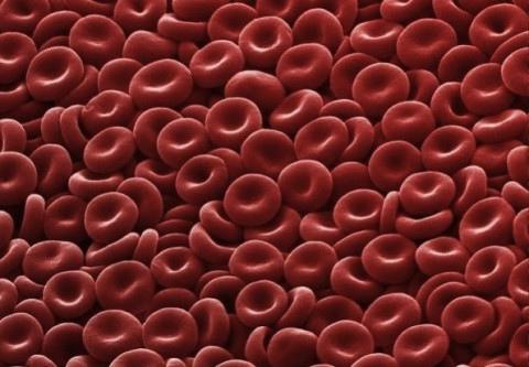 Red blood cell structure