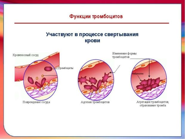 Platelet functions