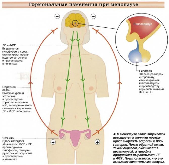 LH hormone: what is it in women, the norm during menopause, on what day of the cycle to take the test. Table and transcript 