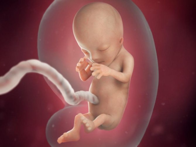 Image of a fetus at 12 weeks of pregnancy