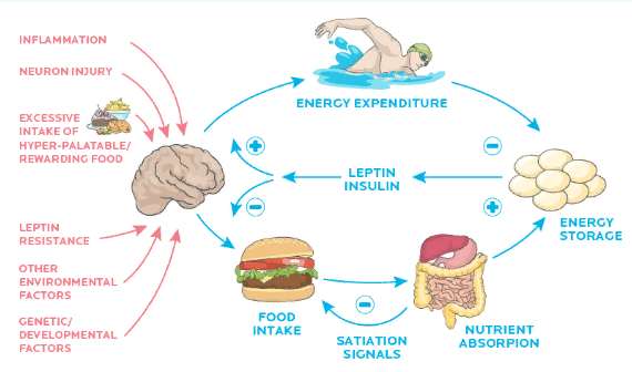 How to lower leptin levels