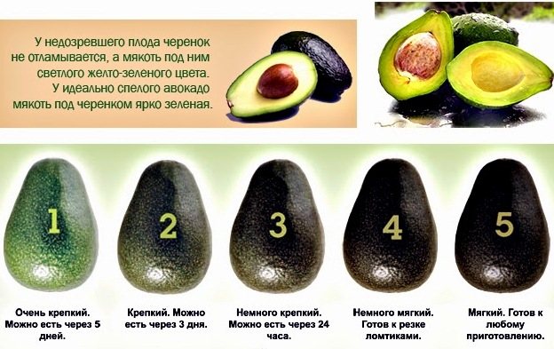 Как выбрать спелый авокадо
