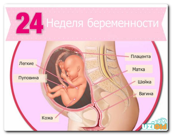 Какова норма и расшифровка УЗИ диагностики плода на сроке 24 недель беременности?