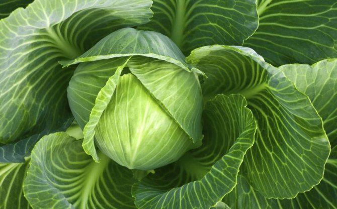Cabbage during breastfeeding