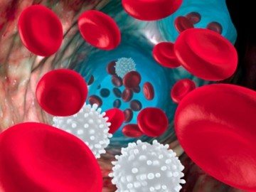 Leukocytes in the blood