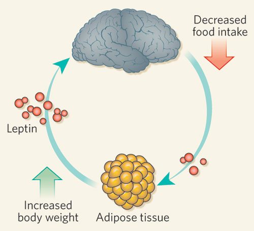 Leptin increases as the number of fat cells increases