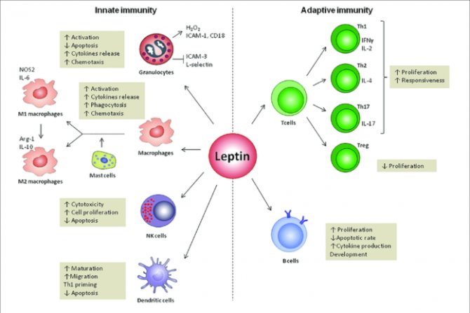 Leptin stimulates the inflammatory portion of the immune system