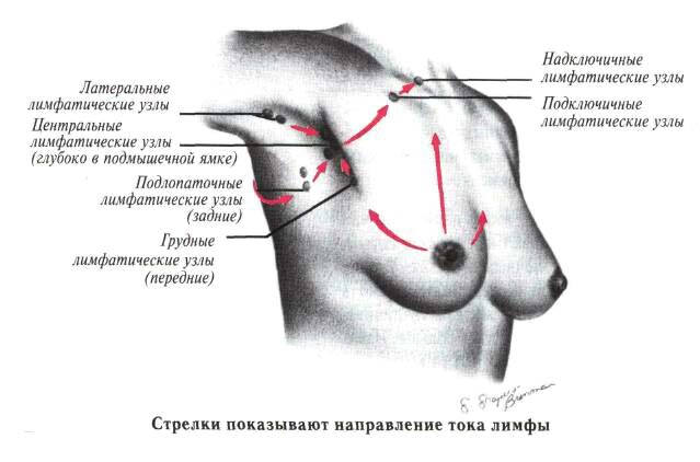 The lymph nodes