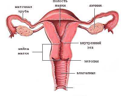 Localization of cervical ectopia
