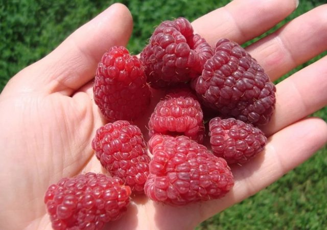 Raspberries while breastfeeding: can a nursing mother eat them?