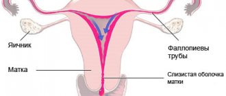 Uterus and ovaries