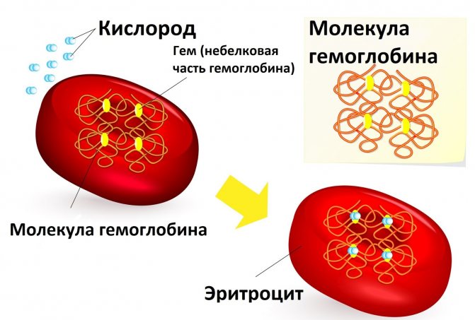 Milk with walnuts for hemoglobin