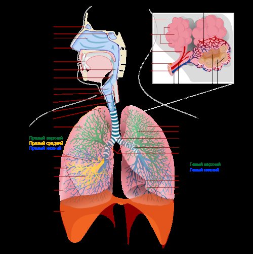 MRI of the lungs and bronchi