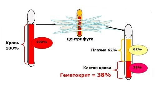 Determination of hematocrit in the laboratory