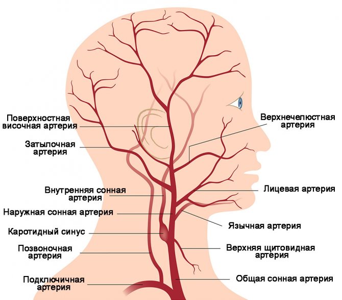 Основные артерии головы и шеи