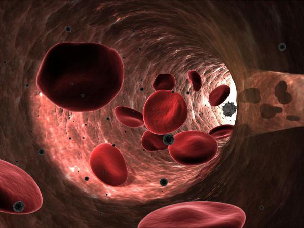 Features of the structure of human erythrocytes