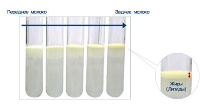 foremilk and hindmilk