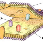 Плазматическая мембрана - химический состав, строение и свойства