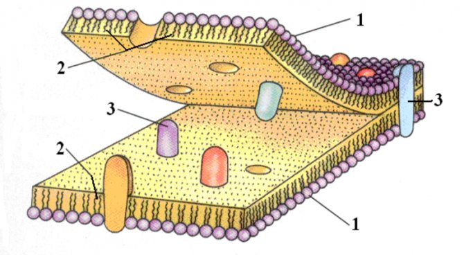 Плазматическая мембрана - химический состав, строение и свойства