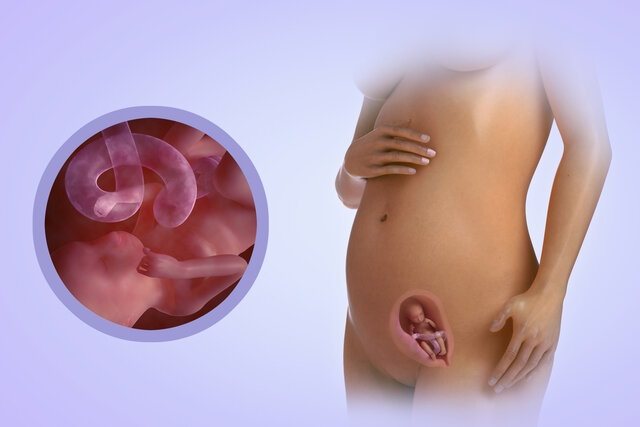 Fetus at 15 weeks of gestation