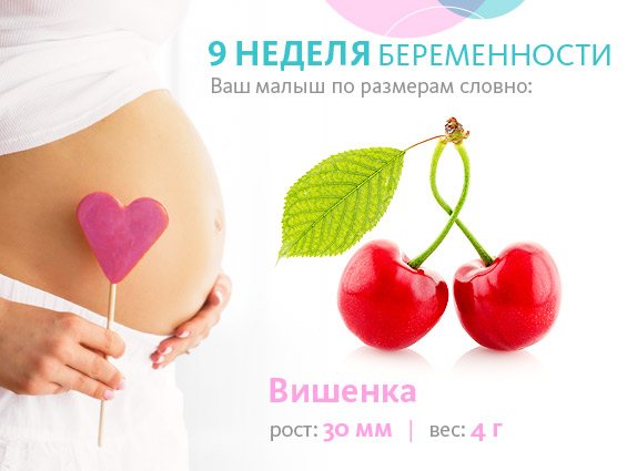 fetus at 9 weeks - photo