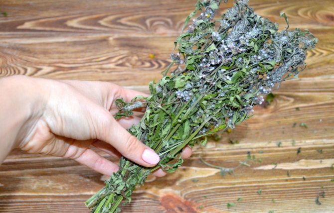 Motherwort in a bouquet in hand on a wooden background