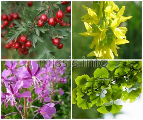 Plants to Treat High Red Blood Cells