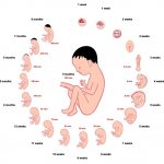 развитие ребенка во время беременности