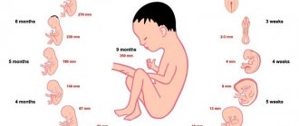child development during pregnancy