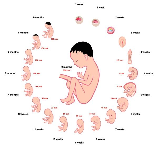 child development during pregnancy