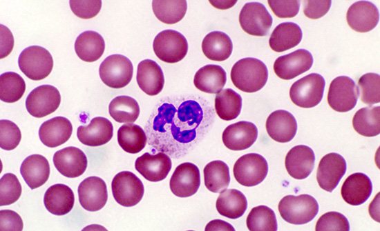 Segmented neutrophils. They are essential for the human body 