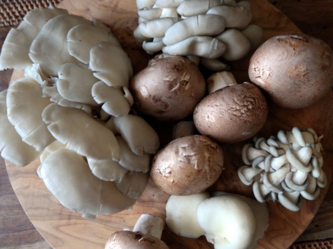 Champignons and oyster mushrooms on the table