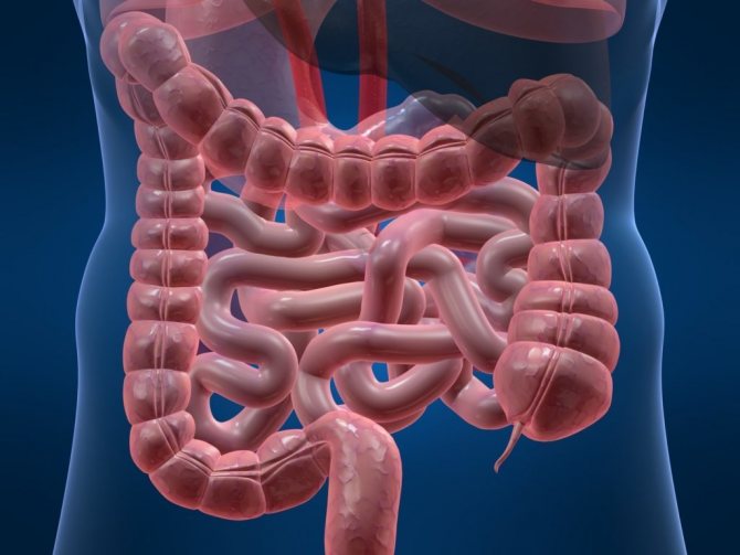 Schematic representation of the intestines