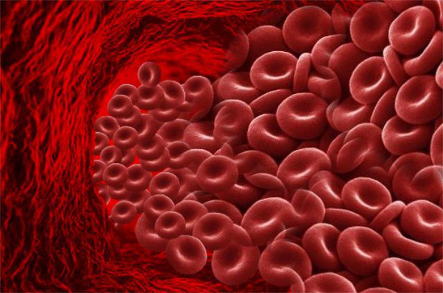 The structure of red blood cells