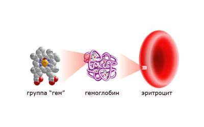 The structure of red blood cells