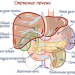 The structure of the liver and its location in the body