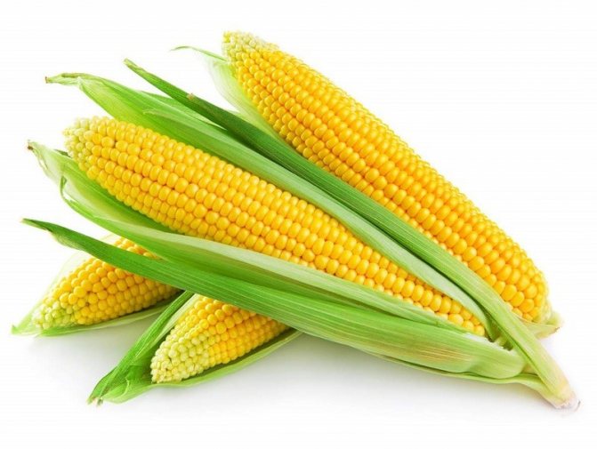 свежая кукуруза
