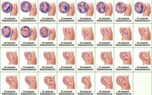 Fetal development table by week