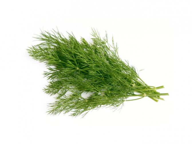 dill for nursing mothers
