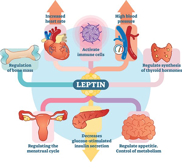 Effect of leptin on various organs of the body