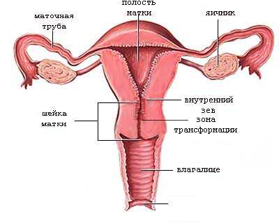 Cervical transformation zone