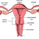 Зональная анатомия шейки матки.