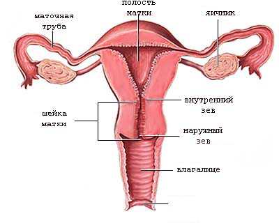 Zonal anatomy of the cervix.